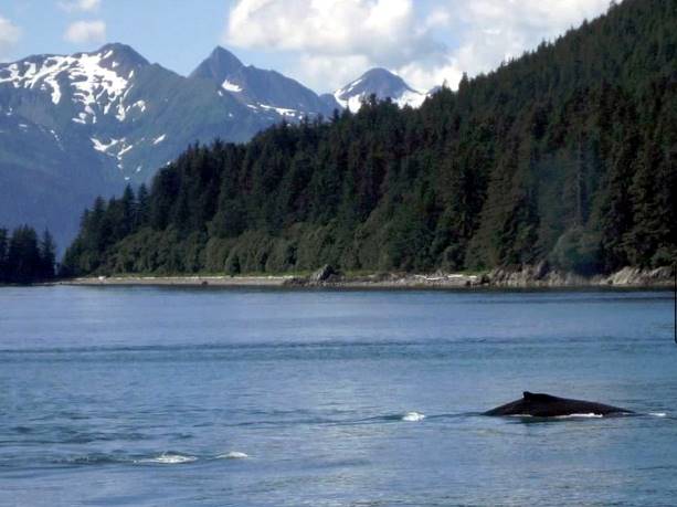 Whale under mountains
