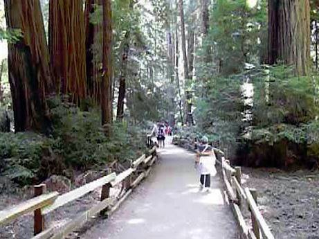 Muir Woods